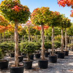 Ambrovník styraxový (Liquidambar styraciflua) ´GUMBALL´- výška 250-300 cm, kont.C55L - TVAROVANÝ TROJKMEŇ